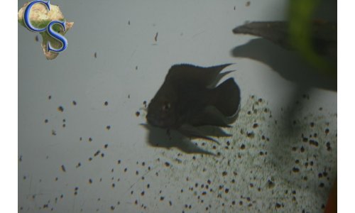 Variabilichromis moorii